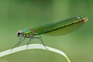 Weibchen der Gebänderten Prachtlibelle (Calopteryx splendens)