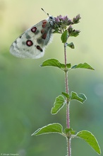 Parnassius apollo