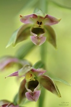 Epipactis helleborine spp.?