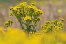 Jakobs-Greiskraut (Senecio jacobaea)