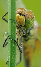 Weibchen der Schwarzen Heidelibelle