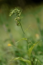 Epipactis helleborine spp.? - II