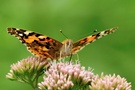 Distelfalter