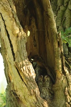 Waldkauz (Strix aluco) in der Höhle