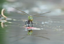 Große Königslibelle