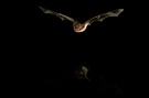 Myotis daubentonii