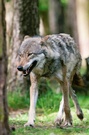 Europäischer Wolf ( Canis Lupus )