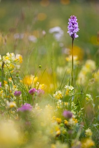 Frühling in den Bergen