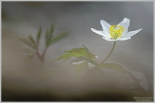 Buschwindröschen (Anemone nemorosa)