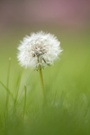 Pusteblümchen