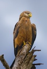 Afrikanischer Schwarzmilan (Black Kite)