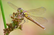 ~Sympetrum vulgatum~