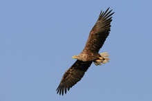 Seeadler in Mecklenburg Vorpommern