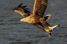 Erbeutet - Seeadler (Haliaeetus albicilla)