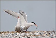 Hochmut... Flußseeschwalben *Sterna hirundo*