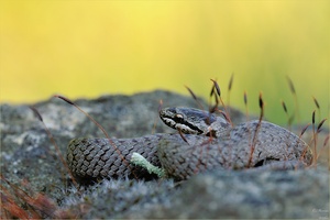 Coronella austriaca