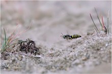 Zwerg-Kreiselwespe (Bembecinus tridens) 3   ND