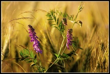 Blume im Kornfeld