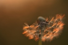 Abend-Pusteblume