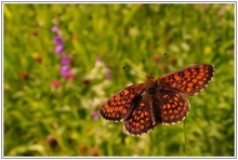 Schmetterling am Abend.