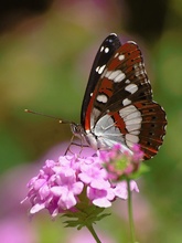 BLAUSCHWARZER EISVOGEL (LIMENITIS REDUCTA)