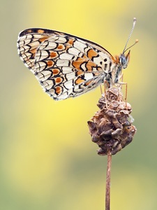 Scheckenfalter