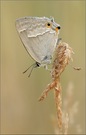 Blauer Eichenzipfelfalter - Neozephyrus quercus.