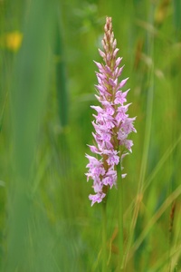 Geflecktes Knabenkraut