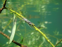 Wasserläufer bei der Eiablage