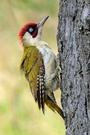 Grünspecht - Picus Viridis