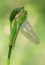 Anax imperator  - junge Weibchen