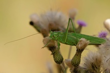 Grünes Heupferd (Tettigonia viridissima), Weibchen