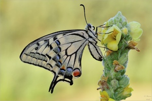 Papilio machaon