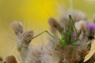 Grünes Heupferd (Tettigonia viridissima), Weibchen II