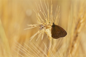 Ein Bett im Kornfeld