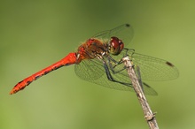 Mal ein "rotes Stäbchen"