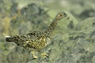 Alpenschneehuhn (Lagopus muta)