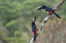 Halsband-Arassaris am Arenal-See, Costa Rica