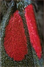 "Blutströpfchen" (Zygaena filipendulae)