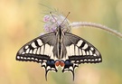 Papilio machaon