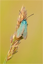 Grünwidderchen