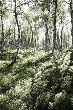 Wald-Norwegen