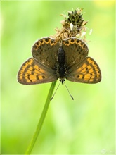 Brauner Feuerfalter - Lycaena tityrus