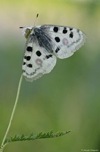 Parnassius apollo II