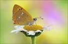 ~ Colours ~