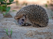 Igel