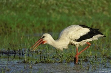 Storch