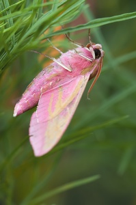 Pink ist Trumpf