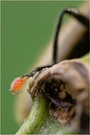 Freundlicher Parasit am Gemeinen Scheinbockkäfer (Oedemera femorata)...