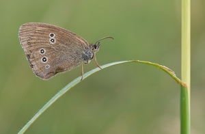 Schornsteinfeger